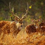 Askot Musk Deer Sanctuary