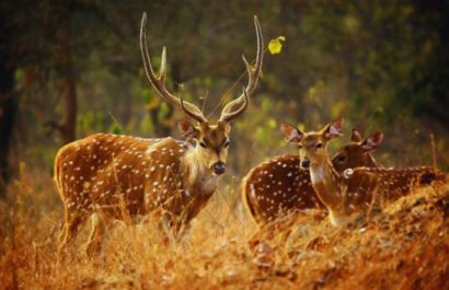 Askot Musk Deer Sanctuary