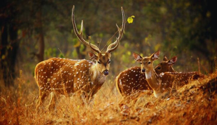 Askot Musk Deer Sanctuary